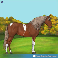 Horse Color:Chestnut Tobiano 