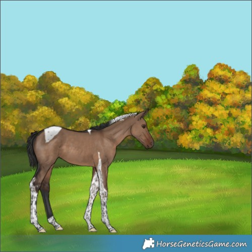 Horse Color:Liver Red Dun Tobiano 