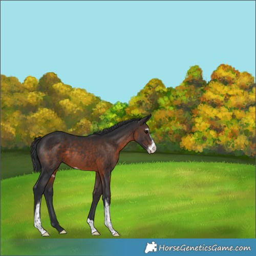 Horse Color:Brown Mushroom Sabino 