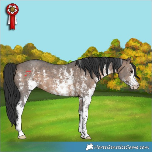 Horse Color:Brown Dun Sabino 