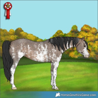 Horse Color:Brown Dun Sabino 