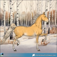 Horse Color:Palomino 