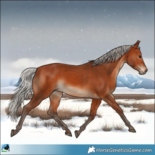 Horse Color:Silver Bay Rabicano 
