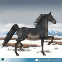Horse Color:Black Rabicano 