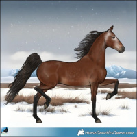 Horse Color:Gray Bay 