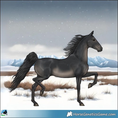 Horse Color:Black Rabicano 