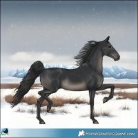Horse Color:Black Rabicano