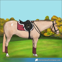 Horse Color:Gold Champagne Appaloosa