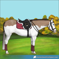 Horse Color:Classic Champagne Splash