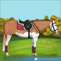 Horse Color:Chestnut Splash 