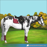 Horse Color:White Spotted Black Splash Frame 
