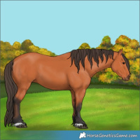 Horse Color:Bay 