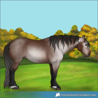 Horse Color:Gray Bay 