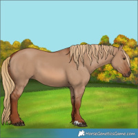 Horse Color:Red Dun 