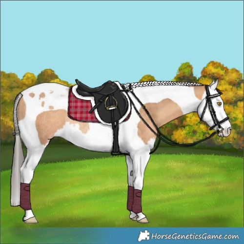 Horse Color:Amber Champagne Splash Tobiano Rabicano