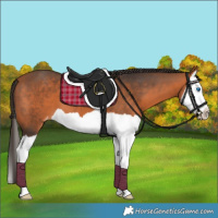 Horse Color:Bay Splash Appaloosa