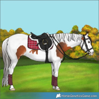 Horse Color:Brown Splash Tobiano Appaloosa