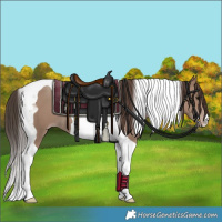 Horse Color:Classic Champagne Tobiano 