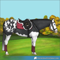 Horse Color:Black Splash Appaloosa 