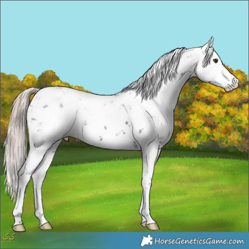 Horse Color:Liver Chestnut Mushroom Sabino 