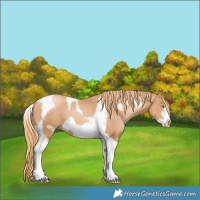 Horse Color:Chestnut Pearl Tobiano Frame 