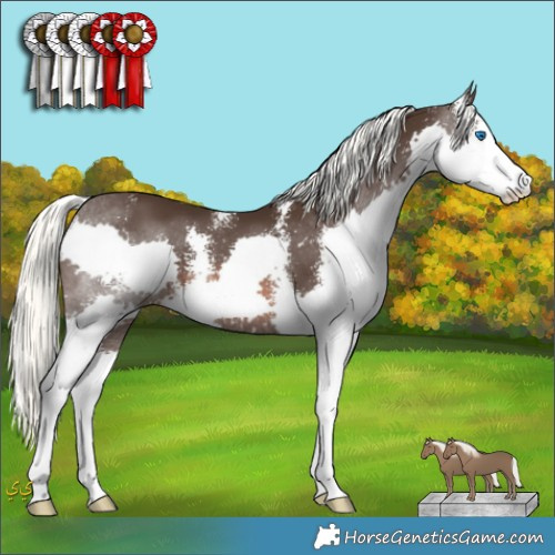 Horse Color:Liver Chestnut Mushroom Sabino Splash 