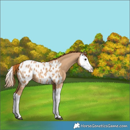 Horse Color:Red Dun Splash Appaloosa 