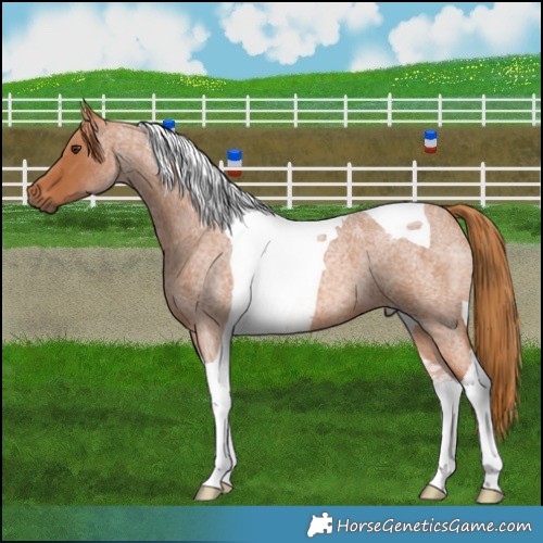 Horse Color:Red Roan Tobiano 