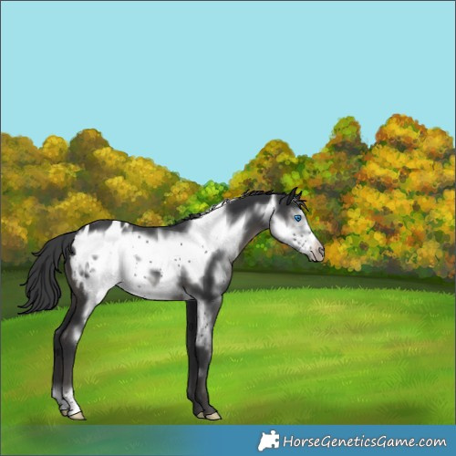 Horse Color:Black Frame Appaloosa 
