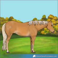 Horse Color:Palomino 