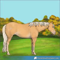 Horse Color:Gold Cream Champagne 