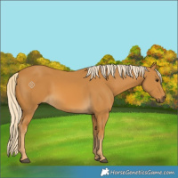 Horse Color:Palomino 
