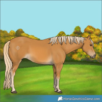 Horse Color:Palomino