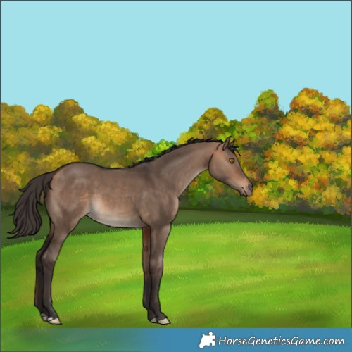 Horse Color:Bay Dun 