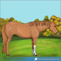 Horse Color:Chestnut Tobiano 
