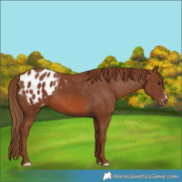 Horse Color:Chestnut Blanket 