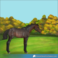 Horse Color:Brown Rabicano 