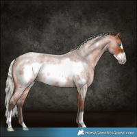Horse Color:Silver Brown Roan Frame Rabicano 