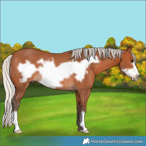 Horse Color:Silver Bay Frame Rabicano
