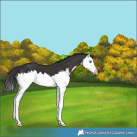 Horse Color:Smoky Black Sabino Splash 
