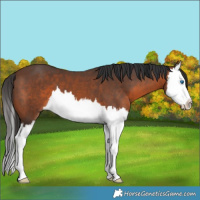Horse Color:Brown Splash 