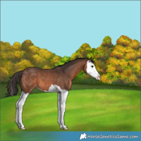 Horse Color:Brown Splash 