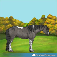 Horse Color:Grullo Tobiano Rabicano Brindle 