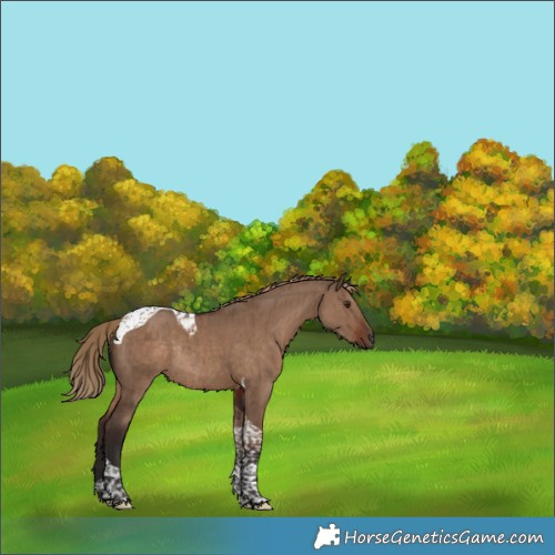 Horse Color:Liver Red Dun Tobiano Rabicano Brindle 