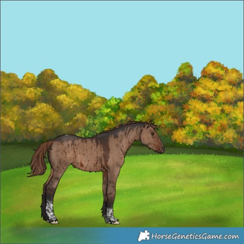 Horse Color:Liver Red Dun Tobiano Rabicano Brindle 