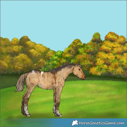 Horse Color:Chocolate Palomino Dun Tobiano Rabicano Brindle 