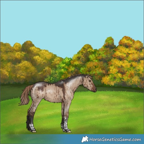 Horse Color:Liver Red Dun Tobiano Brindle 