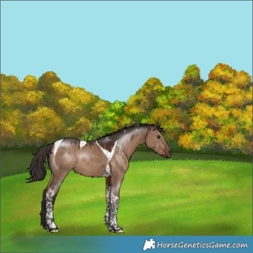 Horse Color:Liver Red Dun Tobiano Rabicano 