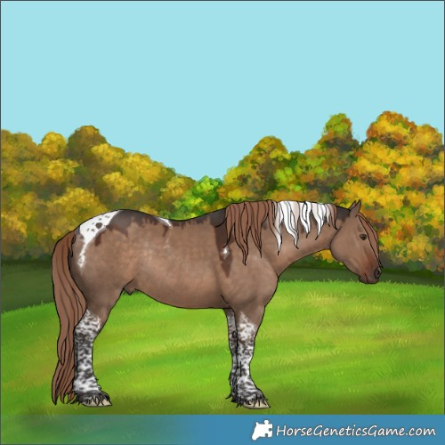Horse Color:Liver Red Dun Tobiano Rabicano 