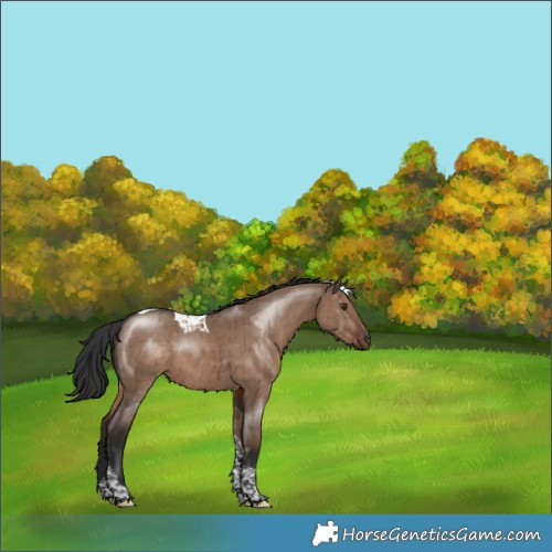 Horse Color:Liver Red Dun Tobiano Brindle 